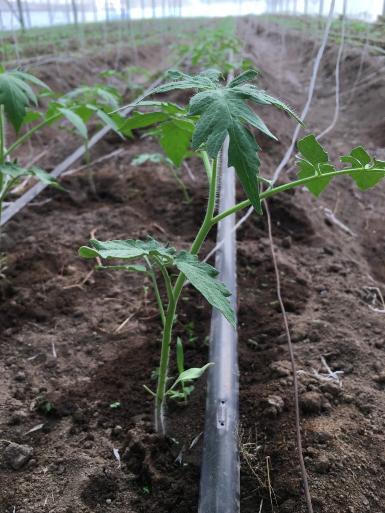 Food Security Infrastructure: A close-up view of FMS Farms